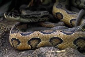 Vipera. Esemplare di Bungarus caeruleus.De Agostini Picture Library/Dani/Jeske