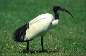 Ibis. Esemplare di Threskiornis aethiopicus.De Agostini Picture Library / G. Wright
