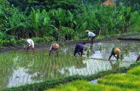 Indonesia . Contadini al lavoro in una risaia dell'isola di Giava.De Agostini Picture Library/L. Romano