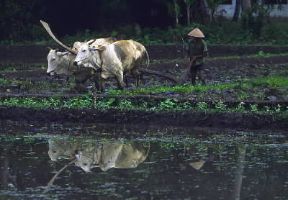 Indonesia . Agricoltore giavanese impegnato nel lavoro di una risaia.De Agostini Picture Library/L. Romano