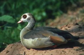 Oca . Esemplare di Alopochen aegyptiacus.De Agostini Picture Library/G. Wright
