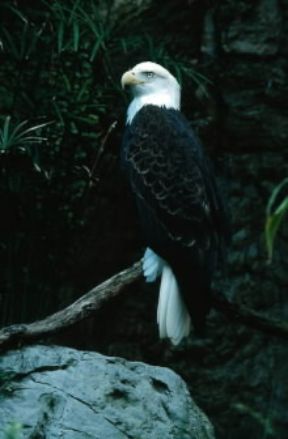 Aquila. Un esemplare di aquila di mare dalla testa bianca (Heliaetusleucocephalus).De Agostini Picture Library/C. Dani-I. Jeske