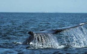 Balena. Esemplare di balena grigia (Eschrichtius Gibbosus)in immersione nelle acque della California.De Agostini Picture Library/C. Dani-I. Jeske