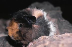 Cavia. Esemplare di cavia peruviana.De Agostini Picture Library/Dani-Jeske