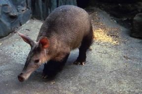 Oritteropo . Esemplare di Orycteropus afer.De Agostini Picture Library/C. Dani/I. Jeske