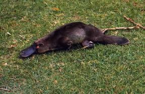 Ornitorinco . Esemplare di Ornithorhynchus anatinus.De Agostini Picture Library/C. Dani/I. Jeske