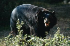 Orso . Esemplare di Ursus selenarctos.De Agostini Picture Library/C. Dani/I. Jeske