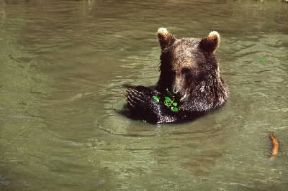 Orso . Un esemplare di Ursus arctos Marsicanus.De Agostini Picture Library/C. Dani/I. Jeske