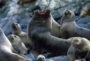 Otaria . Esemplare di Arctocephalus australis.De Agostini Picture Library/C. Dani/I. Jeske