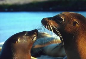 Otaria . Esemplare di Zalophus californianus.De Agostini Picture Library/C. Dani/I. Jeske