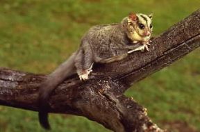 Petauro (Petaurus breviceps).De Agostini Picture Library/C. Dani/Jeske
