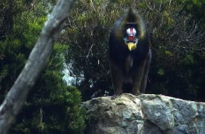 Primati. Esemplare di mandrillo (Mandrillus sphynx).De Agostini Picture Library/C. Dani-I. Jeske