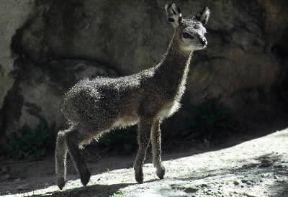 Saltarupe (Oreotragus oreotragus).De Agostini Picture Library / C. Dani I. Jeske