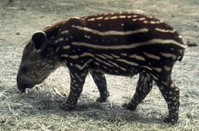 Tapiro. Esemplare di Tapiro terristris.De Agostini Picture Library/Dani/Jeske