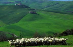 Toscana. Un gregge nella Val d'Orcia (Siena).De Agostini Picture Library/G. Veggi