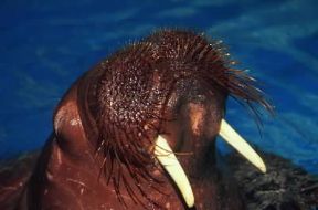Tricheco (Odobenus rosmarus); la sua caratteristica piÃ¹ tipica sono i grossi canini superiori sporgenti.De Agostini Picture Library/Dani/Jeske