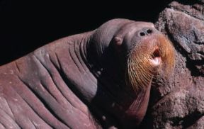 Tricheco dell'Artico (Odobenus rosmarus).De Agostini Picture Library/Dani/Jeske