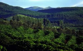 Zimbabwe. Coltivazione di caffÃ¨.De Agostini Picture Library/G. SioÃ«n