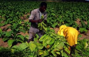 Zimbabwe. Coltivazione di tabacco presso Rusape.De Agostini Picture Library/G. SioÃ«n