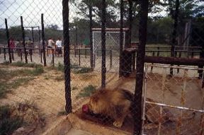 Zoo. Un leone nello zoo di Chipangali a Bulawayo (Zimbabwe).De Agostini Picture Library/G. SioÃ«n