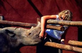 Zoo. Un rinoceronte nello zoo di Chiapangali a Bulawayo (Zimbabwe), centro di studi e di conservazione.De Agostini Picture Library/G. SioÃ«n