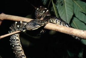 Boa. Esemplare di Sanzinia madagascariensis, boa originario del Madagascar.De Agostini Picture Library/C. Dani - I. Jeske