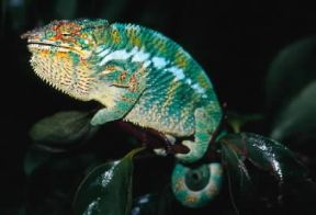 Camaleonte. Esemplare di Furcifer pardalis originario del Madagascar.De Agostini Picture Library/Dani-Jeske