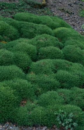 Astragalo. Esemplare di astragalo (Astragalus angustifolius).De Agostini Picture Library/RANDOM