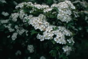 Biancospino. Foglie e fiori di Crataegus oxycantha.De Agostini Picture Library/S. Montanari