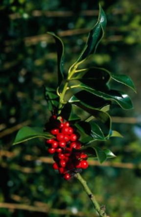 Agrifoglio. Frutti di Llex aquifolium pyramidali.De Agostini Picture Library/RANDOM