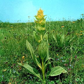 Le piante officinali: la genziana. Genziana. La radice di quest'erba, di odore gradevole e sapore amaro, contiene principi attivi ad azione eupeptica, tonica e depurativa.