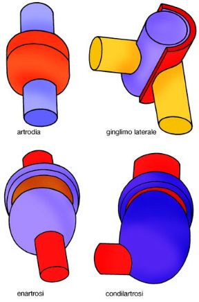 Schema di tipo di articolazione. Schema di tipo di articolazione. Le articolazioni concorrono con le ossa a formare l'apparato scheletrico in cui assolvono a due funzioni: rendere le ossa solidali e consentirne il movimento.