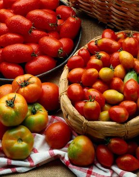 Verdura: i pomodori. Verdura. Elementi essenziali della cucina mediterranea, i pomodori sono costituiti in media per il 95% di acqua; contengono zuccheri e sono ricchi di vitamine (A e C, B1, B2, H, E, P). 