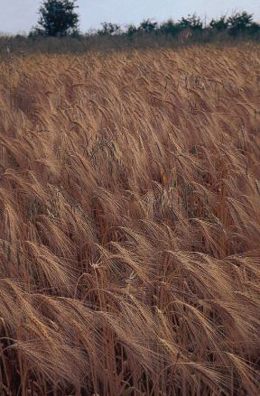 Le proprietà dei cereali. Alimentazione. I cereali (frumento, riso, mais, orzo, avena, segale ecc.) si coltivano per i frutti, ricchi di amidi e sostanze proteiche, di norma utilizzati per produrre farine in gran parte panificabili, ma anche consumati direttamente (riso, orzo). Soprattutto se consumati non raffinati, questi cibi costituiscono un ottimo alimento.