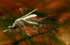 La zanzara Anofele. Anofele. La zanzara del genere Anofele con la sua puntura, trasmette all'uomo la malaria. Questa malattia è ancora oggi endemica in alcuni Paesi in via di sviluppo, ragione per cui si raccomanda attenzione soprattutto a chi viaggia.