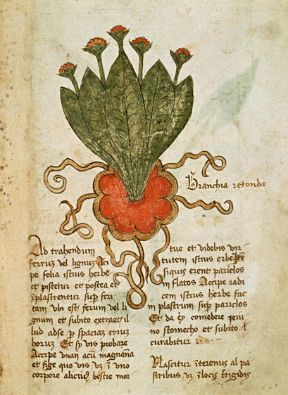 Le piante officinali. Piante officinali. L'impiego delle piante a scopo medico ha origini antichissime. Da esse si estraggono infatti numerosi principi attivi farmacologici.