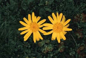 Proprietà terapeutiche dei fiori. Fitoterapia. I fiori spesso celano, dietro le loro bellissime apparenze, proprietà terapeutiche preziose: come l'arnica montana, ritratta in questa foto, molto efficacie nella cura di contusioni e slogature.