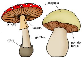 I funghi velenosi. Avvelenamento da funghi. Funghi pericolosi.