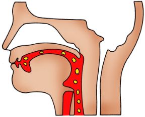 Illustrazione delle prime vie digerenti. Apparato digerente. Le prime vie digerenti (bocca, parotidi, ghiandole sottolinguali e sottomandibolari, faringe ed esofago) consentono il transito degli alimenti verso lo stomaco.