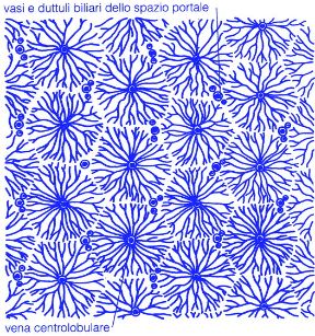 Illustrazione dei vasi e dei dotti biliari. Apparato digerente. La figura illustra i vasi e dotti biliari dello spazio portale del fegato, la ghiandola più grande del nostro oganismo.