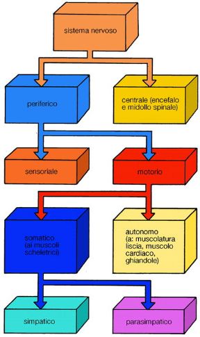 Schema del sistema nervoso. Sistema nervoso. Il sistema nervoso si divide in centrale e periferico. È costituito da formazioni deputate a ricevere stimoli dall'ambiente esterno e interno, che registra, integra e valuta per poi emettere risposte adeguate sotto forma di impulsi coordinati.