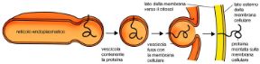 Il reticolo endoplasmatico. Biologia. Le proteine esposte sulle membrane del reticolo endoplasmatico, rimangono ancorate alla membrana fino a quando, mediante un sistema di vescicole, vengono trasportate a destinazione.