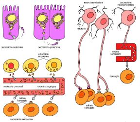 Le segnalazioni tra cellule. Tipi di segnalazione. Biologia. Le segnalazioni tra cellule hanno due diverse modalità: tra cellule distanti fra loro, i segnali sono scambiati indirettamente, mediante la secrezione di sostanze; se invece le cellule sono vicine,il meccanismo è diretto, grazie a strutture che mettono in comunicazione cellule adiacenti.