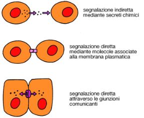 Le segnalazioni tra cellule. Segnalazione diretta e indiretta. Biologia. Le segnalazioni tra cellule hanno due diverse modalità: tra cellule distanti fra loro, i segnali sono scambiati indirettamente, mediante la secrezione di sostanze; se invece le cellule sono vicine, il meccanismo è diretto, grazie a strutture che mettono in comunicazione cellule adiacenti.