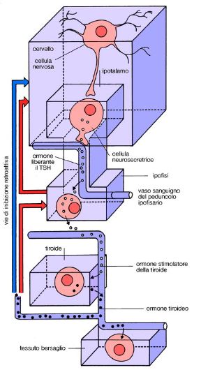 Regolazione degli ormoni tiroidei. Ormoni. La regolazione degli ormoni tiroidei è molto importante: in condizioni normali essi stimolano infatti i processi di crescita, sviluppo e movimento dell'organismo; in caso di disfunzioni, invece, possono indurre un aumento dei processi metabolici e catabolici, con grande dispendio energetico.