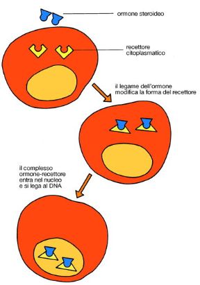 I segnali diretti alla cellula. Ormoni. Tutti i segnali che arrivano alla cellula dall'esterno sono catturati da appositi recettori. Se essi riescono a penetrare nella cellula, come nel caso degli ormoni steroidei, si parla di segnale diretto.