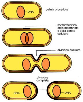 Le cellule procariote. Biologia. Nelle cellule procariote il genoma consiste in una singola molecola di DNA circolare che si replica prima della citodieresi, il processo di separazione delle cellule.