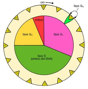 Duplicazione di cellule eucariote. Biologia. La duplicazione di alcune cellule eucariote prevede determinate fasi: nell'interfase (G1, G2 e S) si verifica la duplicazione del DNA; segue quindi la mitosi vera e propria. Tutto il processo può durare dalle 10 alle 20 ore.