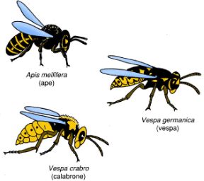 Gli insetti che pungono. Punture di insetti. Vi sono insetti che pungono con l’apparato boccale.