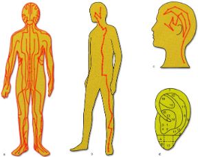 Possibili applicazioni dell'agopuntura. Agopuntura. a: meridiani principali; b: meridiano dello stomaco; c: meridiano della cistifellea (parte cefalica); d: modello per lo studio dell’auricoloterapia; zone di corrispondenza di organi e visceri: 1,2, polmone; 3, trachea; 4, bronchi; 5, diaframma; 6, simpatico; 7, 8, 9, 17, tonsilla; 10, 11, 12, 13, appendice; 14, stomaco; 15, cuore; 16, ghiandole endocrine; 17, faringe; 18, utero; A, anestesia odontoiatrica mascellare superiore; B, anestesia odontoiatrica mascellare inferiore.